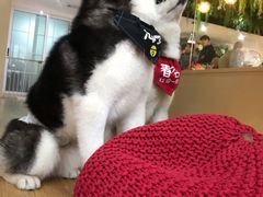 -Husky Go! 哈士奇体验馆·宠物咖啡厅狗咖