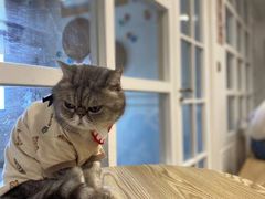 -楼上猫咖(罗湖店)