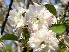 -天适樱花悠乐园