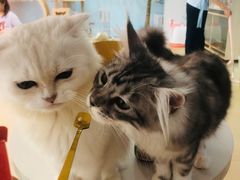 -喵宠乐园·撸猫互动·猫舍