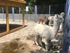 -长白岛森林公园