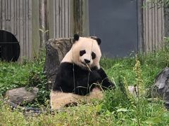 -卧龙中华大熊猫苑神树坪基地