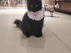 -藏猫猫咖啡主题馆(中央大道店)