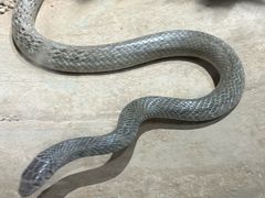 -贵州森林野生动物园