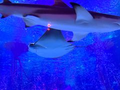 -沈阳海洋探索中心