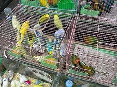 -青石桥花鸟鱼虫市场(叠翠城店)