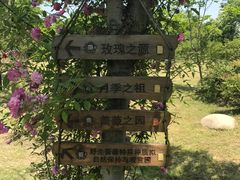 -鹅湖玫瑰文化园