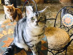-猫猫幼稚园·撸猫·桌游·电玩