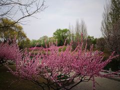 -大望京公园