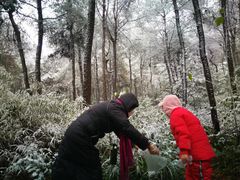 -铁山坪森林公园