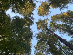 -黄海国家森林公园