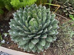 -翠贝卡&Mama Kelly Brunch Coffee(河西店)