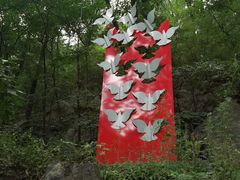 -阳台山自然风景区