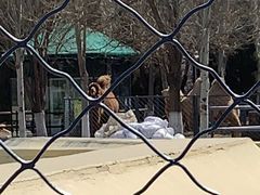 -长白岛森林公园