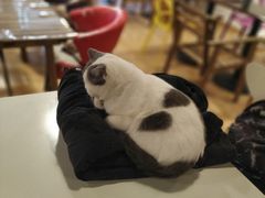 -Cappucimeow猫咪咖啡馆(韦伯时代店)
