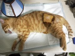 -乐派堂宠物医院·猫友好· 心脏科(东街店)