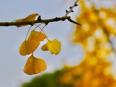 -重庆市江北嘴中央商务区中央公园