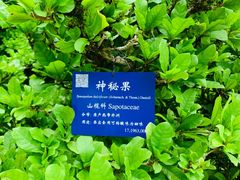 -中国科学院西双版纳热带植物园