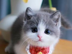 -欣宠猫屋·矮脚拿破仑·蓝金金渐层