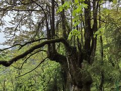 -九峰山