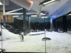 -悉尼海洋生物水族馆