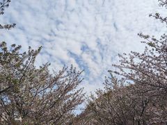 -高东镇樱花园