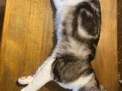 -猫猫幼稚园·撸猫·桌游·电玩