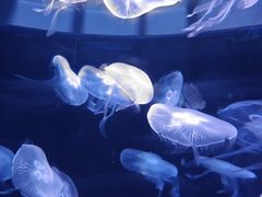 -欢乐海岸海洋奇梦馆