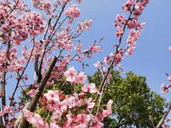 -顾村公园