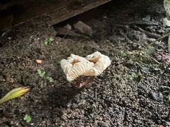 -西双版纳原始森林公园