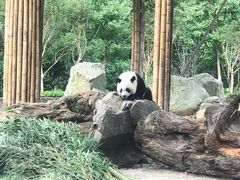 -都江堰中华大熊猫苑