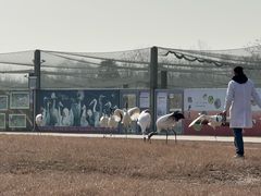 -盐城丹顶鹤湿地生态旅游区