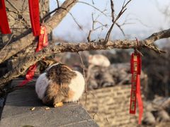 -蓬莱阁景区