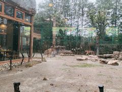 -上海野生动物园老虎餐厅