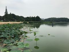 -菱湖风景区