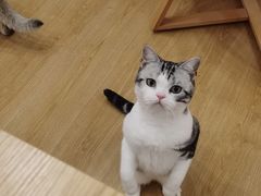 -有喵·猫咖·狗咖·30几只猫10只小狗(岗厦店)