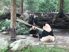 -都江堰中华大熊猫苑