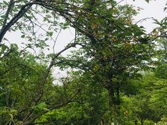 -杭州植物园