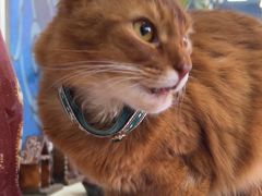 -猫小院猫主题餐厅(南锣旗舰店)