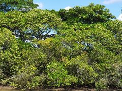 -东寨港红树林旅游区