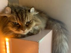 -猫儿山۰猫主题餐厅