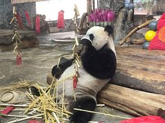 -海南热带野生动植物园
