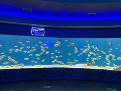 -合肥海洋世界