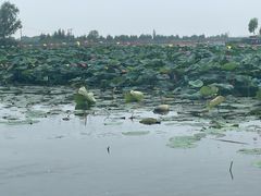 -白洋淀风景区