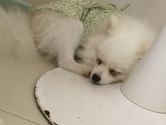 -怪兽屋·羊驼·猫咖·狗咖(俊华广场店)