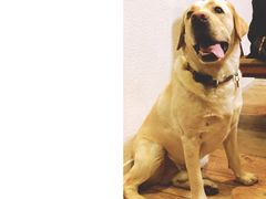 -百好乐宠物友好餐厅(朝外大街店)