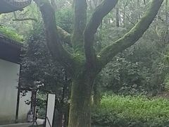 -宋宴(虎跑店)
