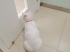 -宠福鑫康馨动物医院·骨科·眼科