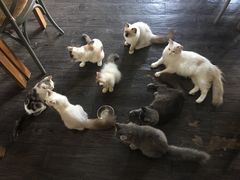 猫咪-吉丁鸟咖·异宠·寄养