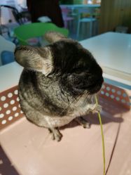 -Moni星球萌宠·小马宝莉·灵蛇·高端高阶全萌宠互动体验俱乐部(红豆国际广场店)